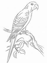 Macaw Coloring Pages Bird Birds Printable Template sketch template