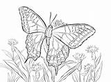 Butterfly Coloring Swallowtail Pages Old Drawing Printable Caterpillar Drawings sketch template
