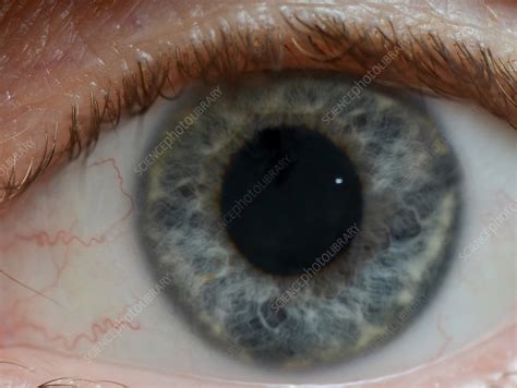 woman s eye stock image c022 1195 science photo library