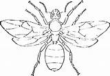 Coloring Pages Hornet sketch template