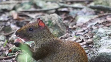 azara s agouti s search find make and share gfycat s