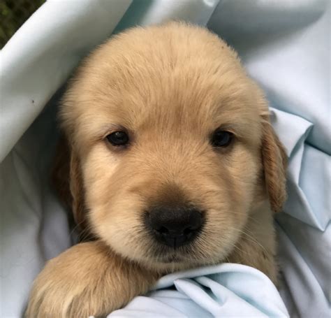 golden retriever puppies  sale great valley ny
