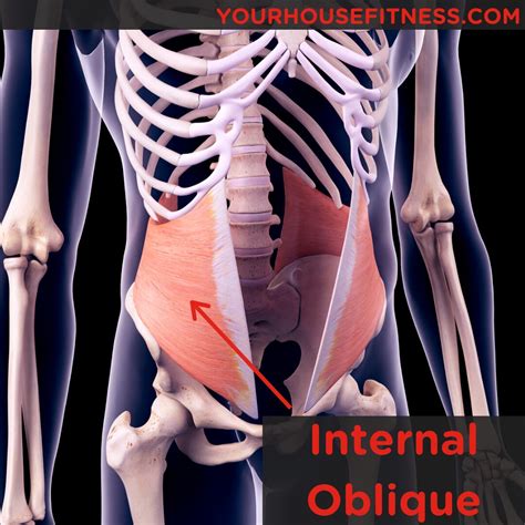 external  internal obliques