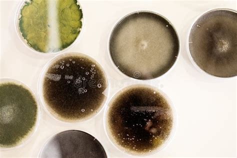 cultura dei batteri nella piastra  petri immagine stock immagine  funghi medicina