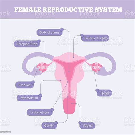 Female Reproductive System Flat Vector Infographic Stock Illustration