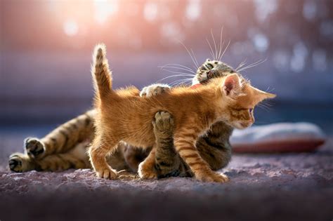 cute kittens hd animals  wallpapers images backgrounds   pictures