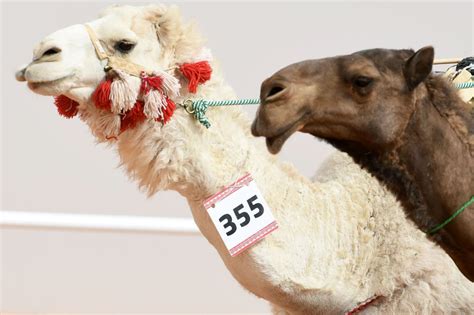 trending global media 裸 郎 camels kicked out of m beauty pageant for