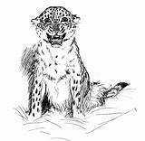 Leopard Coloring Pages Animal Cub Animals Drawings Kids Library Clipart Popular Comments sketch template