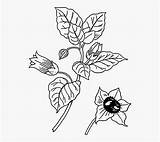 Plant Belladonna Nightshade Pngkit sketch template