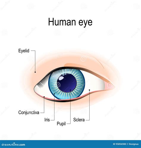 anatomy   human eye  front view stock vector illustration  infection conjunctivitis