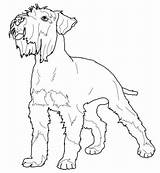 Schnauzer Coloring Miniature Printable Pages Dog Pinscher Poodle Toy Dogs Animals Crafts Supercoloring Kids Print Adult Schnauzers Colouring Drawn Size sketch template