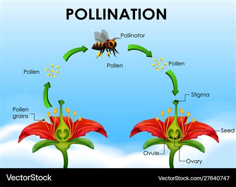 diagram showing pollination cycle royalty  vector image