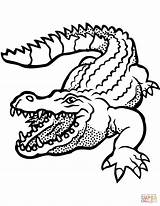Ausmalbilder Krokodil Crocodile Ausmalbild Ausdrucken sketch template