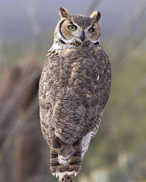 answerswithandy north america common nam horned owl