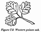 Poison Sumac Aid Soldiers Fm First Grows Shrub Leaflets Tree Small sketch template