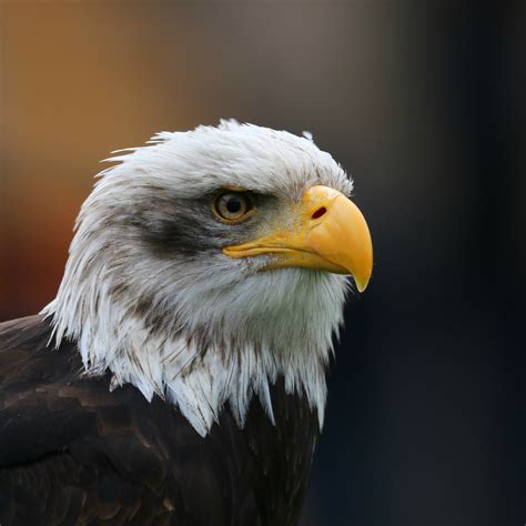 filebald eagle head sqjpg wikimedia commons