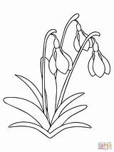 Snowdrop Coloring Flower Pages Drawing Printable sketch template