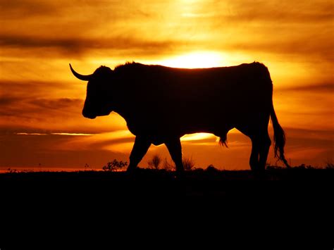 wallpaper big bull  background sunset  atpeterw bulls