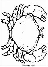 Print Crab Roe Ocean Coloring Pages Animal sketch template
