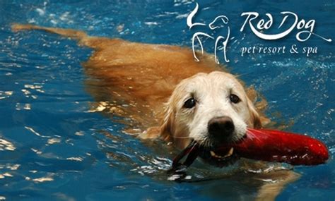 dog pampering  red dog pet resort spa red dog pet resort