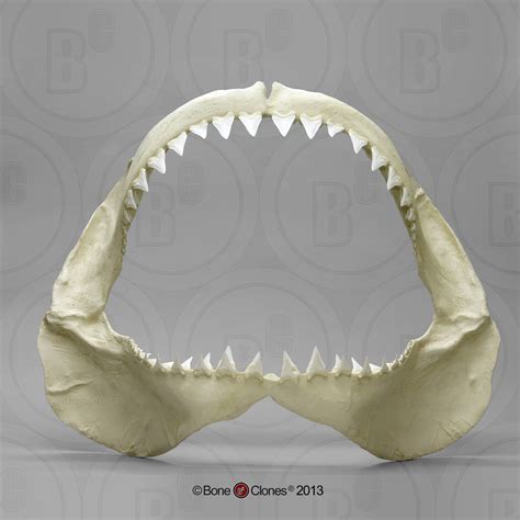 Great White Shark Jaw Bone Clones Inc Osteological