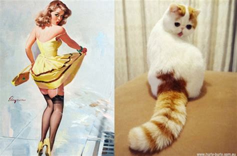 cats that look like pin ups clever blog matches the world s most glamorous kittens with their
