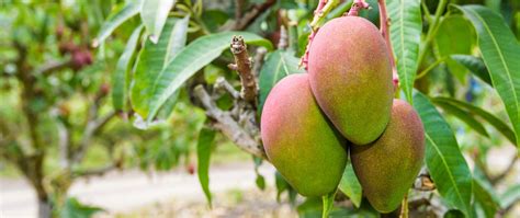 tout savoir sur la mangue botanique culture  production histoire