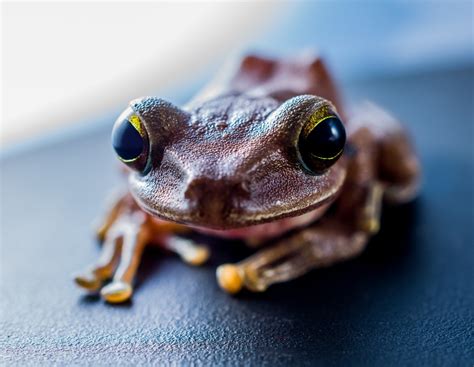 images toad amphibian fauna tree frog close  vertebrate