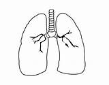 Lung Coloring Human Pages Body Coloringcrew sketch template