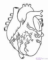 Human Coloring Pages Organs Getcolorings Heart sketch template