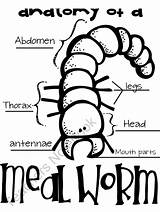 Mealworm Mealworms Worms sketch template