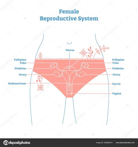 artistic style female reproductive system vector