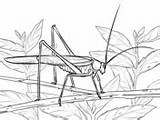 Katydid Coloring Cricket Bush Pages sketch template