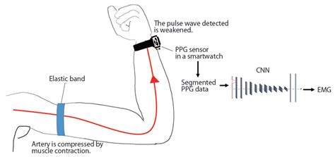 sensors  full text ppgemg estimating upper arm muscle activities  emg  wrist
