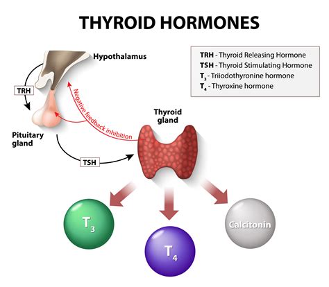 thyroid dcotor testing  replacement therapy  thyroid specialists