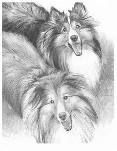 adults coloring pages dog sheltie google search dog sketch shetland