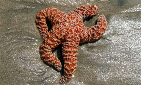secret life  starfish environment  guardian