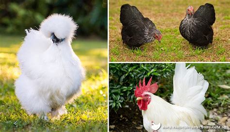 The Best Bantam Chickens For Sale