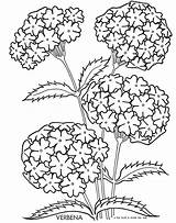 Coloring Pages Hydrangea Flowers Para Flower Flores Color Colorir Grown Ups Mandala Carolyn Plants Plantas Adult Drawing Colorear Desenho Printable sketch template