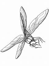 Libelle Libellen Ausmalbilder Kleurplaat Dragonflies Kleurplaten Malvorlage Ausmalbild sketch template