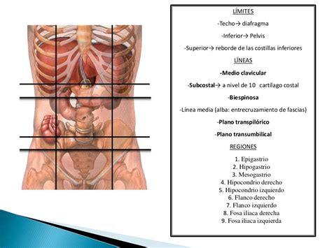 Anatomía Abdomen