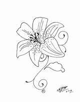 Lily Tattoo Tiger Drawing Stargazer Lilies Drawings Flower Coloring Outline Stencil Designs Tattoos Stencils Brisbane Flowers Lillies Astonishing Getdrawings Deviantart sketch template