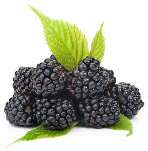fresh tasting black raspberry pastry cream recipe black raspberry blackberry fruits