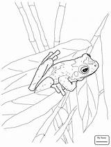 Coloring Frog Pages Tree Printable Frogs Colouring Eyed Red Coqui Green Adult Drawing Animal Getdrawings Template Sheets Adults Comments Lilypad sketch template
