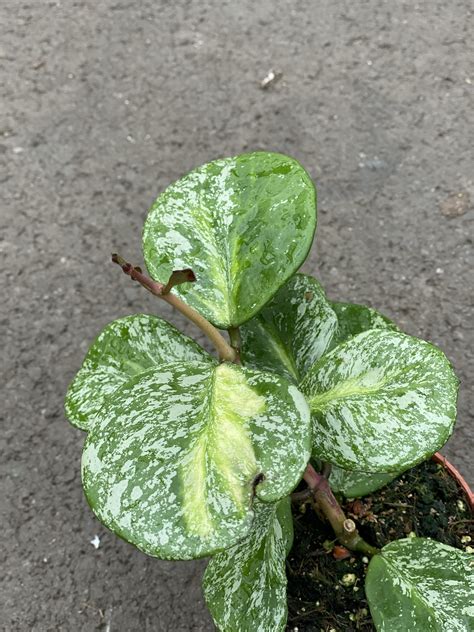 hoya obovata variegata splash growjunglecom