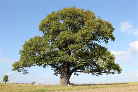 valley oak tree  sale karri liu