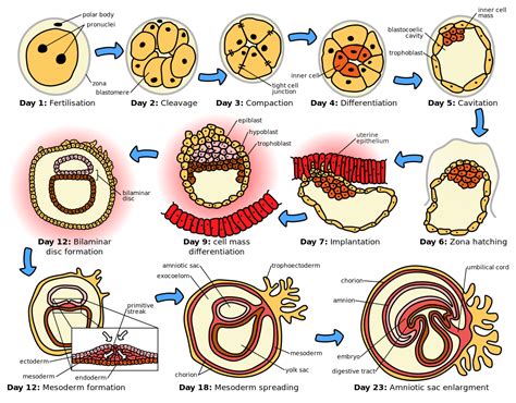 human embryonic development wikipedia