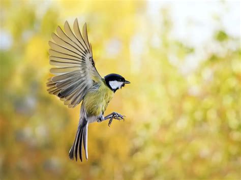 collection   astonishing  images  flying birds