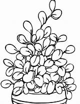 Coloring Plant Plants Pages Herbs Flowers Drawing Printable Trees Potted Kids Jade Handipoints Plantas Para Colorir Parts House Color Flower sketch template