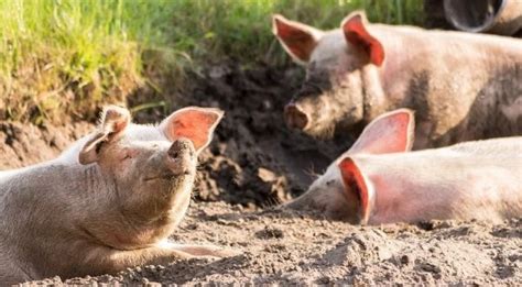 pigs  play video games   snouts scientists find wnd